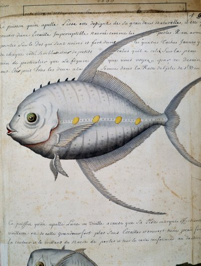Pesce chiamato Lisse, isola di Sao Vicente, Capo Verde, acquerello dal diario di bordo di Jacques Gouin de Beauchesne, capitano della Compagnie royale de la Mer du Sud, dal 1698 al 1701, Francia da French School