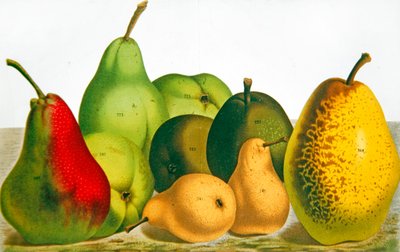 Cinque varietà di pera da French School