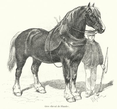 Cavallo pesante fiammingo da French School