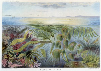 Flora del mare - in "Le Monde de la Mer" di Alfred Fredol. ed. Parigi, Hachette da French School