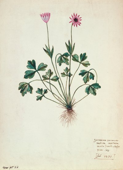 Fol.1275 Geranio da French School