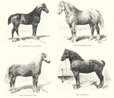Quattro razze di cavalli francesi: Merlerault, Boulonnaise, Percheronne, Ardennaise da French School