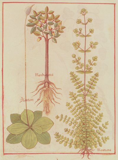 Fr 12322 f.180v Piantaggine, maggiorana e mandragora, dal Livre des Simples Medecines, c.1520-30 da French School