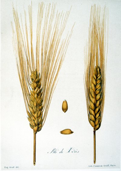 Illustrazione francese del XIX secolo di spighe di grano da French School