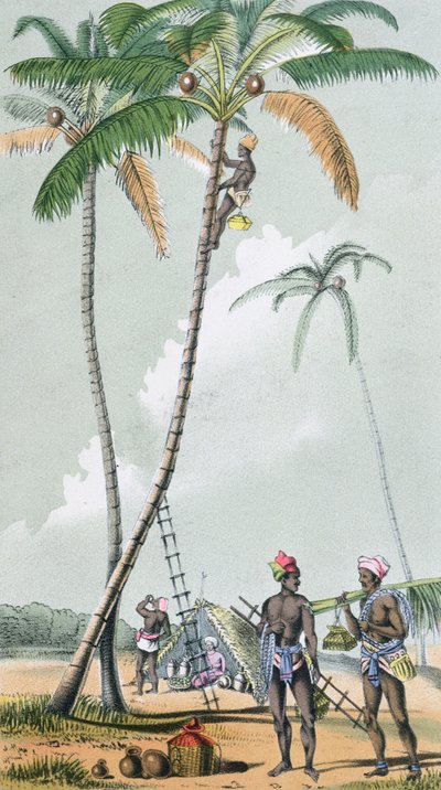 Raccolta di noci di cocco per la preparazione del Toddy in India da French School