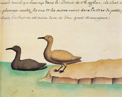 Oche, Stretto di Magellano, acquerello dal diario di bordo di Jacques Gouin de Beauchesne da French School