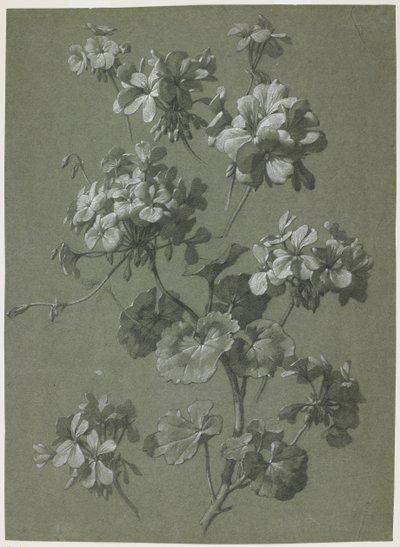 Geranio, c.1800 da French School