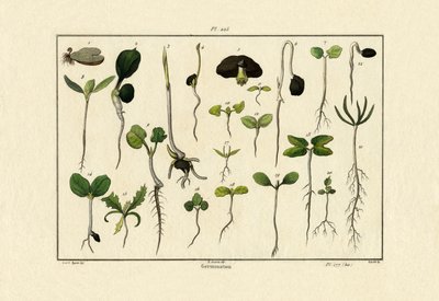 Germinazione da French School
