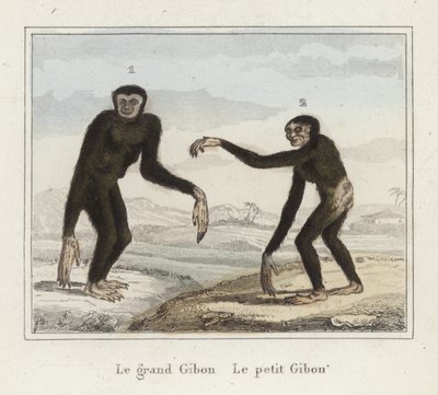 Gibboni da French School