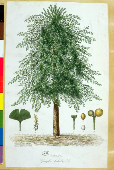 Albero di Ginkgo biloba da French School