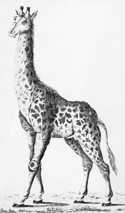 Giraffa riportata da Mr Levaillant durante un viaggio in Africa, illustrazione da Observations sur la Physique, sur lHistoire Naturelle et sur les Arts, dedicata a Mgr. Le Comte dArtois, dicembre 1789 da French School