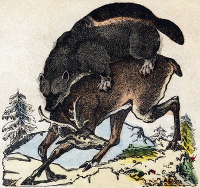Ghiottone. Incisione in "Alfabeto degli animali selvatici". 9a Serie. Immagini di Epinal, Pellerin, stampatore-editore, circa 1870. Incisioni su legno, stencil. 16 pagine. Dim: 20 x 15 cm. Collezione Privata da French School