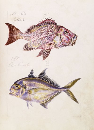 Gollah ecc., c.1850 da French School