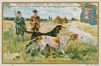 Setter Gordon e Braque St Germain da French School