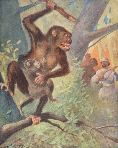 Gorilla (litografia a colori) da French School
