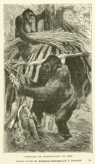 Gorilla che Costruiscono un Rifugio da French School