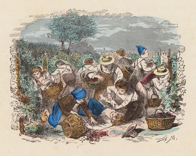 Vendemmia in un vigneto da French School