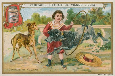 Levriero e Barboncino da French School