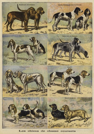 Cani da caccia da French School