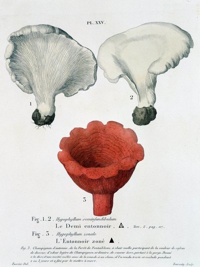 Mezzo imbuto e imbuto zonato in "Trattato dei funghi" di Jean Jacques Paulet, fine XVIII secolo da French School