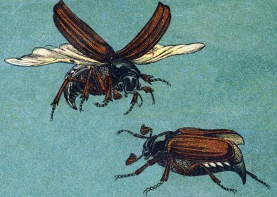 Maggiolino. Incisione in "ABC indechirable su tela verniciata". A. Capendu, editore, Parigi, fine XIX secolo. Libreria per bambini illustrata. 8 pagine. Dim: 21,5x18cm da French School