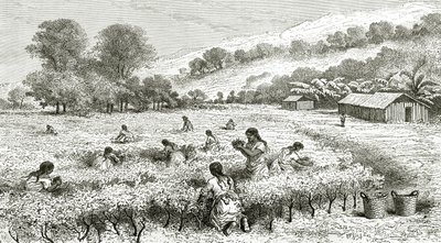 Raccolta di coca, Perù, illustrazione da Le Tour du Monde, 1877 da French School