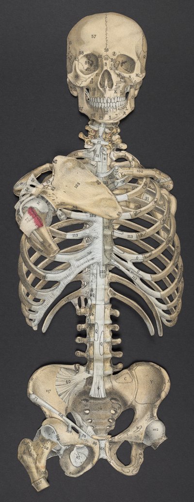 Testa e torso, da 
