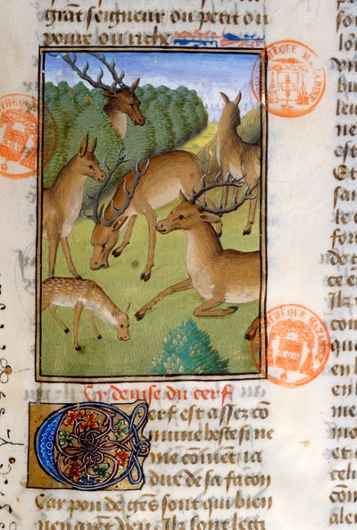 Branco di cervi, dal Livre de la Chasse di Gaston Phebus de Foix (1331-91) da French School
