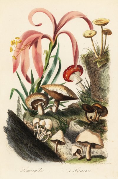Specie di Hippeastrum, amanita muscaria, amanita caesarea e altri funghi da French School