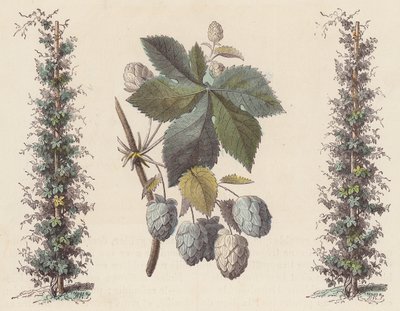 Luppolo per la produzione della birra da French School