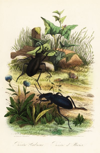 Grandi carabi violetti, Carabus scabrosus da French School