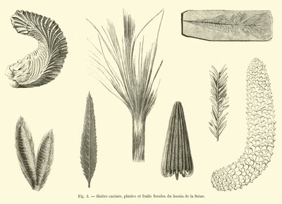 Ostrica carenata, piante e frutti fossili del bacino della Senna da French School