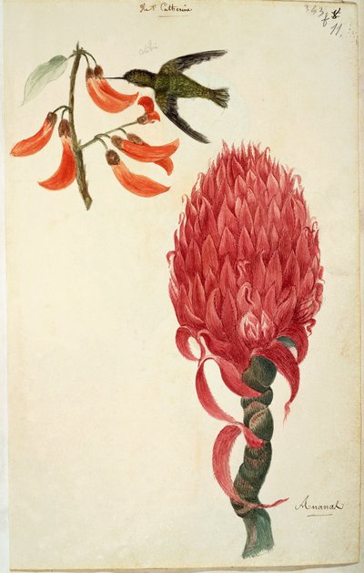 Colibrì (Trochilidae) e ananas (Ananas comosus) di Lejeune da French School