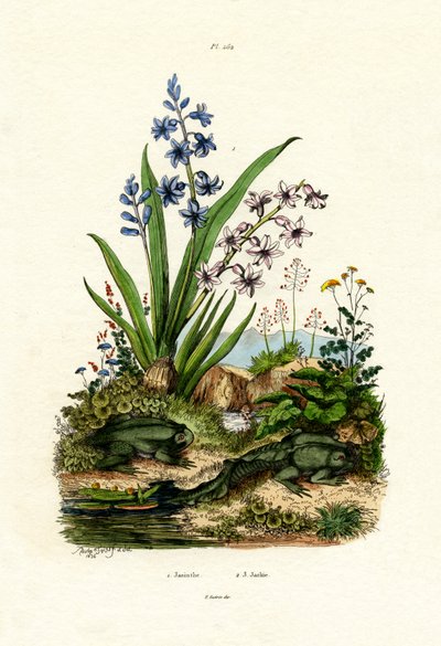 Fiore di giacinto da French School