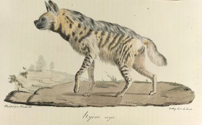 Iena striata, da 