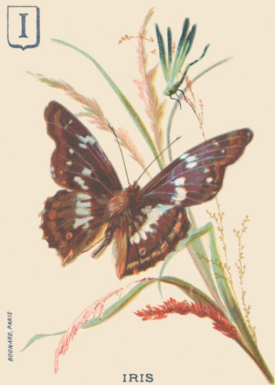 Iris (Apatura iris o Grande Marte cangiante) da French School