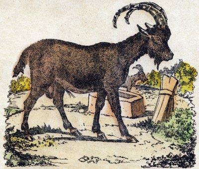 Stambecco. Incisione in "Alfabeto degli animali selvatici". 9a Serie. Immagini di Epinal, Pellerin, stampatore-editore, circa 1870. Incisioni su legno, stencil. 16 pagine. Dim: 20 x 15 cm. Collezione Privata da French School