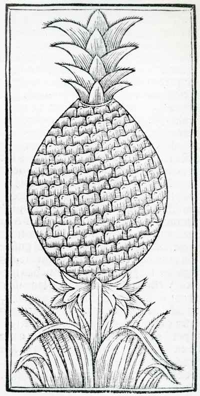 Illustrazione da 
