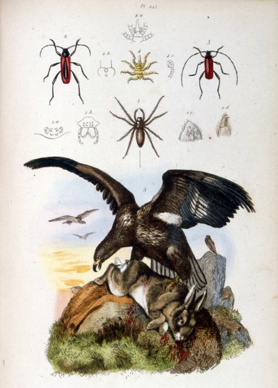 Illustrazione di un