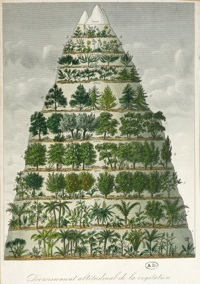 Illustrazione dei diversi tipi di vegetazione a diverse altitudini da French School