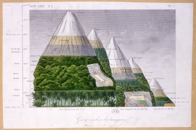 Illustrazione dei diversi tipi di vegetazione a diverse altitudini da French School