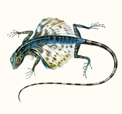 Illustrazione del drago volante - Draco Volans, 1831 da French School