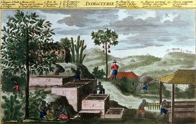Indigoteria nelle Indie Occidentali, (dettaglio) in "Storia Generale delle Antille Abitate dai Francesi di Du Tertre", inizio XIX secolo da French School