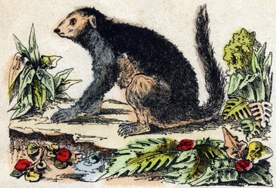 Indri (Lemuriano) da French School