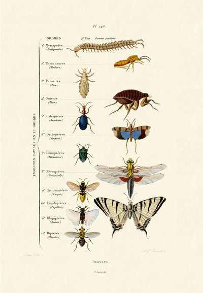 Insetti, 1833-39 da French School