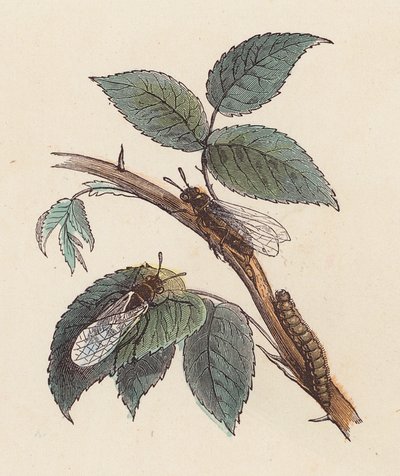 Insetti e bruco su una pianta da French School