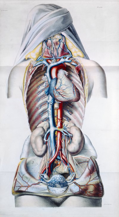 Organi interni di una donna, tavola da Recherches Anatomiques, Physiologiques, et Pathologiques sur le System Veineux di Gilbert Breschet (1784-1845) inciso da Engelmann, Parigi, 1829 da French School