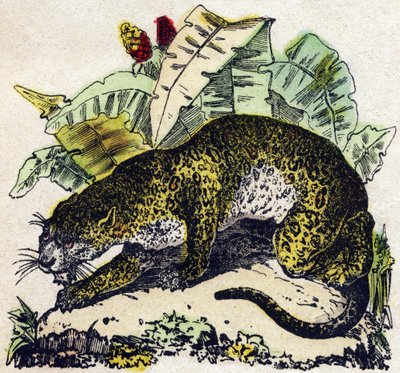 Giaguaro. Incisione in "Alphabet des animaux sauvages". 9a Serie. Immagini di Epinal, Pellerin, stampatore-editore, circa 1870. Incisioni su legno, stencil. 16 pagine. Dim: 20 x 15 cm. Collezione privata da French School