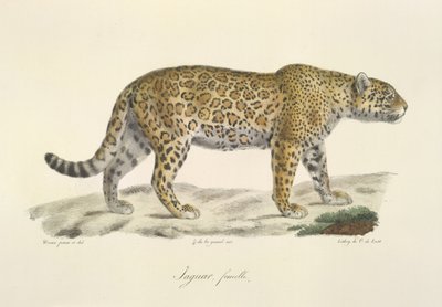 Giaguaro, femmina, da 