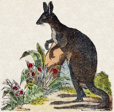Canguro. Incisione in "Alfabeto degli animali selvatici". 9a Serie. Immagini di Epinal, Pellerin, stampatore-editore, circa 1870. Incisioni su legno, stencil. 16 pagine. Dim: 20 x 15 cm. Collezione Privata da French School